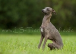 18 Windhund-Trio